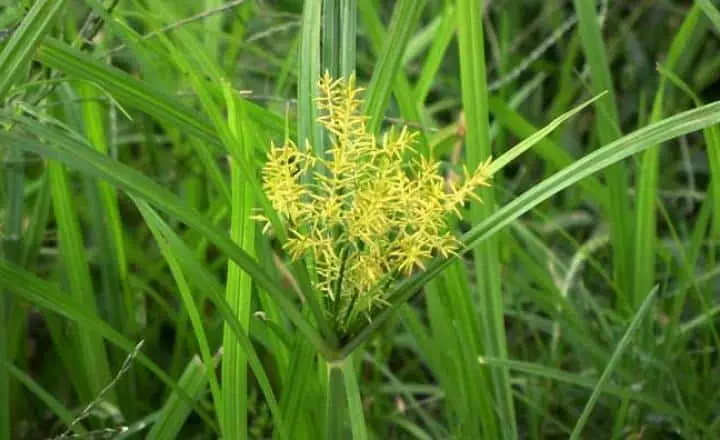 Nutsedge Application | Elevate Outdoor